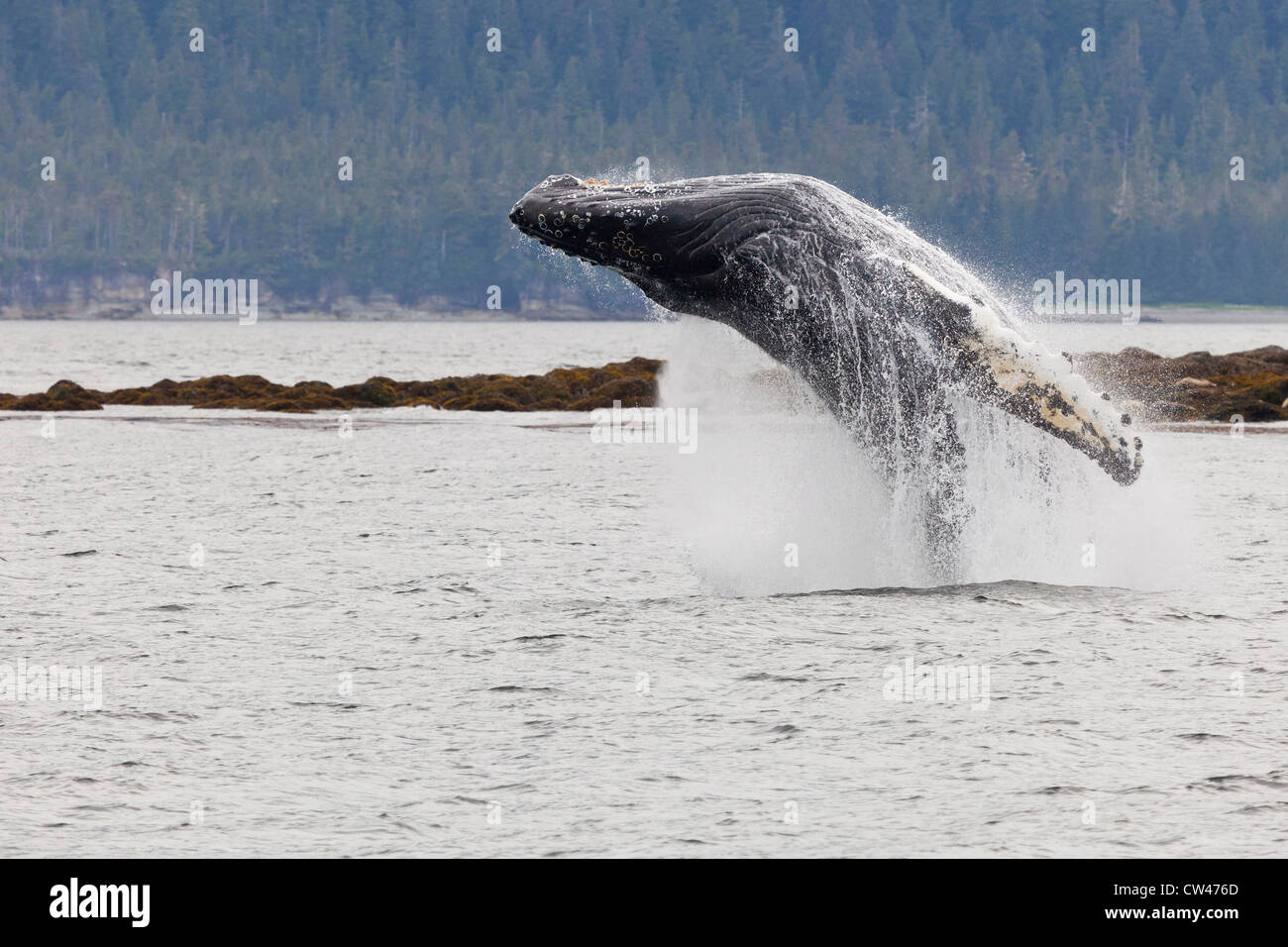 Stati Uniti d'America, Alaska, Federico Suono, Humpback Whale violazione Foto Stock