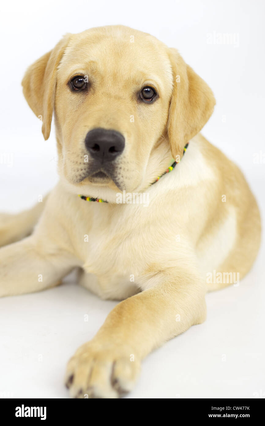 Felice cucciolo di Labrador cane shot in studio Foto Stock