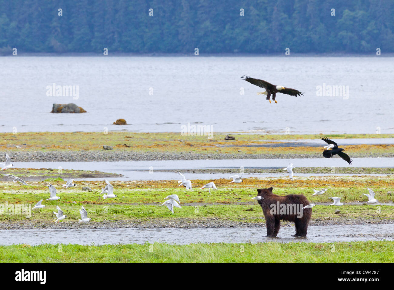 Stati Uniti d'America, Alaska, Admiralty Island National Monument, Kotznoowoo deserto, Tongass National Forest, orsi bruni al Pack Creek Foto Stock