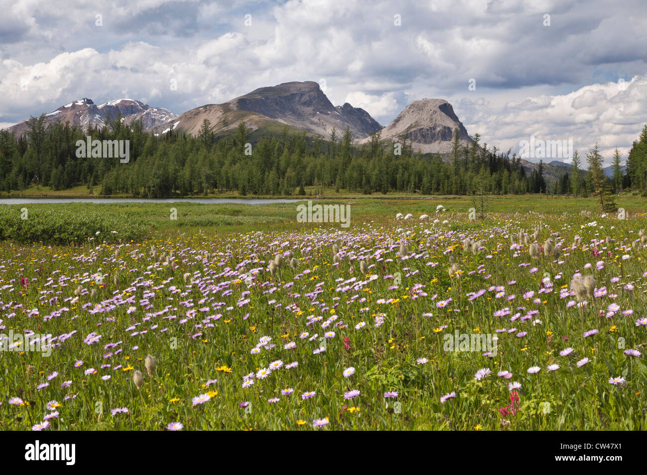 In Canada, il Monte Assiniboine Parco Provinciale, Gog Lago, prati e montagne Foto Stock