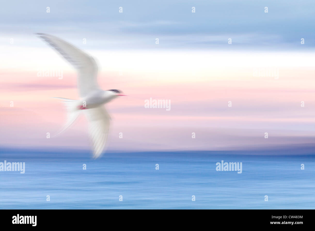 Stati Uniti d'America, Washington, Seabeck, cappa Canal, Arctic Tern in volo Foto Stock