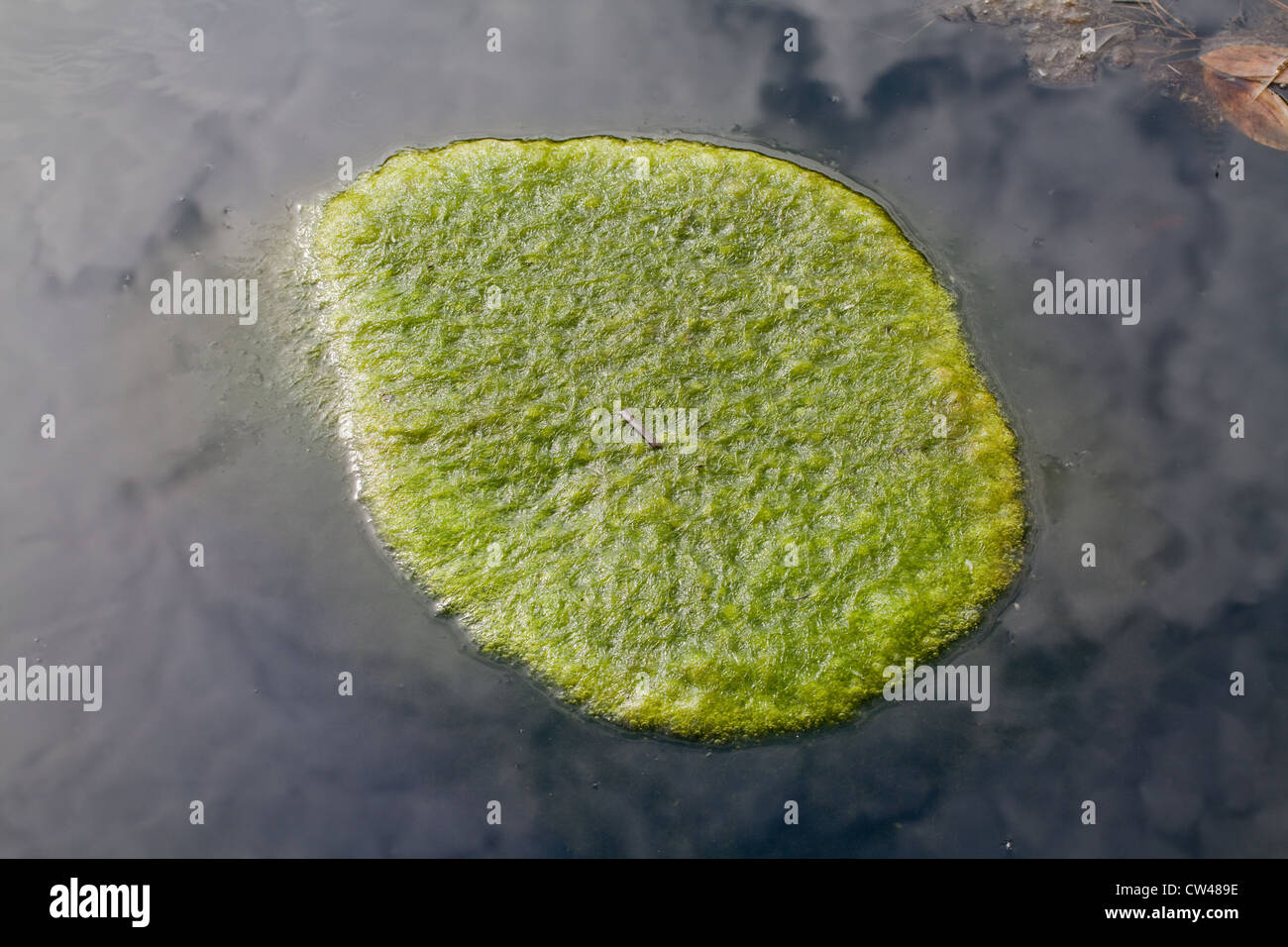 Coperta (erbaccia Cladophora sp. ). Un tappeto di flottante alghe acquatiche sulla superficie di un bordo di campo stagno. Norfolk. Foto Stock