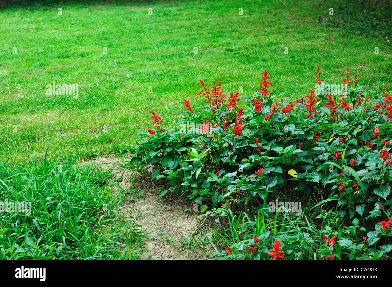 Salvia splendens (Scarlet salvia o tropicale Salvia、Red Sage fiore) Foto Stock