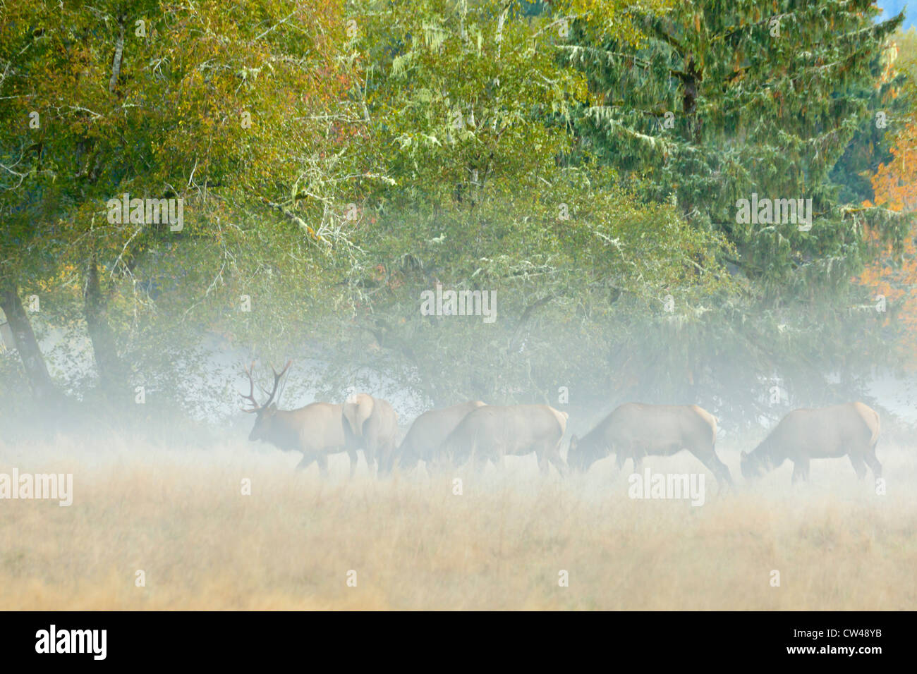Roosevelt elks (Cervus canadensis roosevelti) in caso di nebbia, Quinault, Quinault River Road, nello Stato di Washington, USA Foto Stock