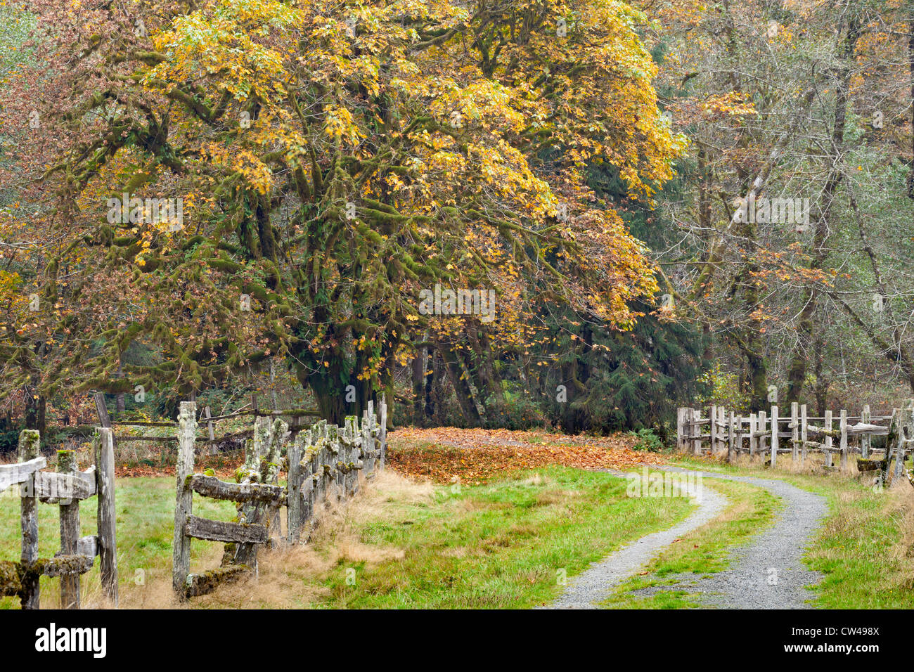 Road passando attraverso le aziende agricole in autunno, Quinault la foresta pluviale, Kestner Homestead, il Parco Nazionale di Olympic, nello Stato di Washington, USA Foto Stock