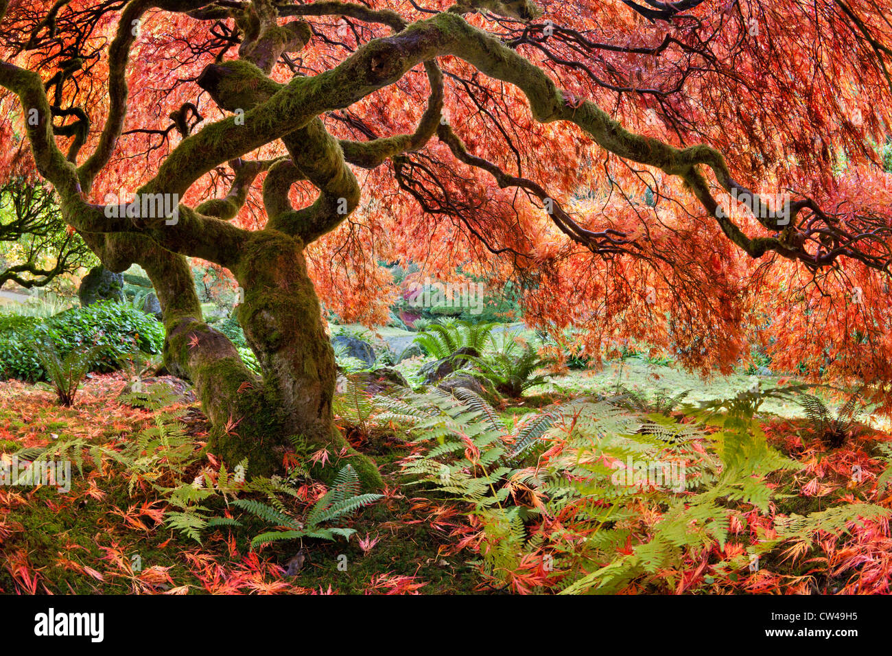 Acero giapponese (Acer palmatum) Albero in autunno Foto Stock