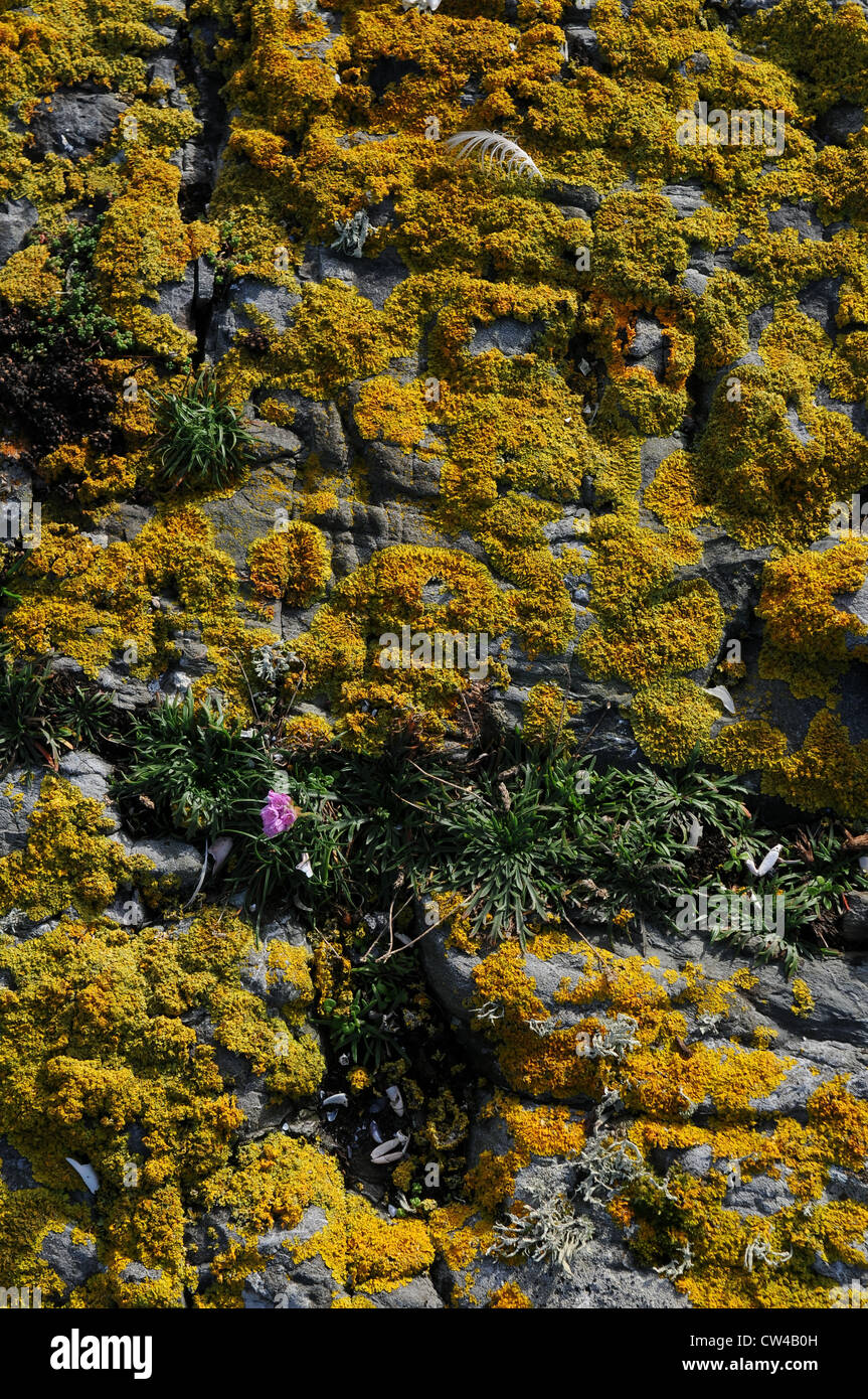 Roccia ignea rocce basaltiche coperti con giallo lichen, Lettermullan, Conamara County Galway, Irlanda Foto Stock