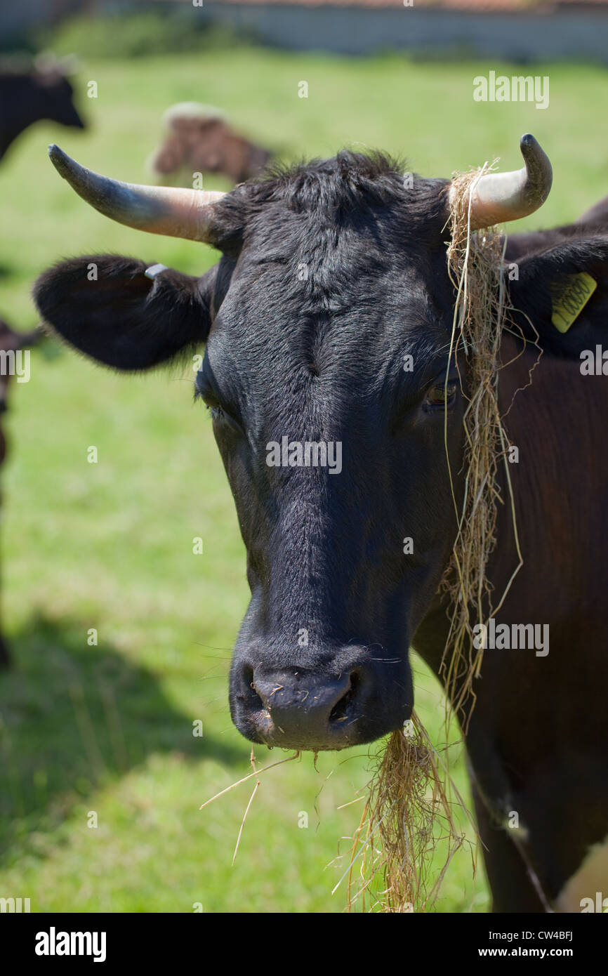 Gloucester Vacca (Bos taurus). Mangiare il fieno. Ritratto. Foto Stock