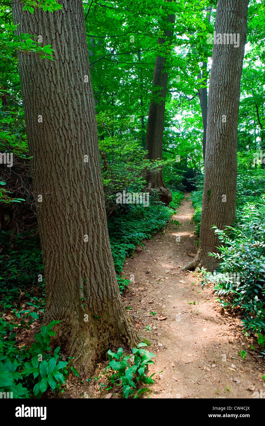 Sentiero forestale attraverso Barnes Museum Philadelphia, Pennsylvania Foto Stock