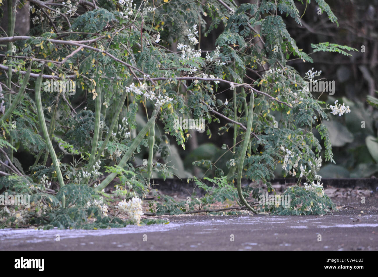 Coscia albero porta frutto Foto Stock
