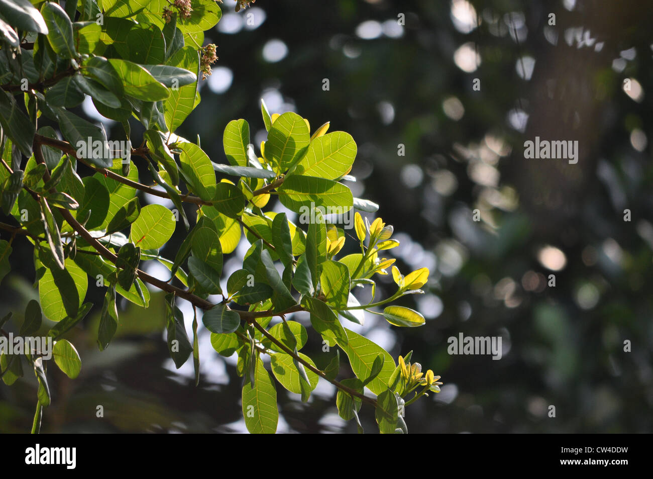 Anacardi tree Foto Stock