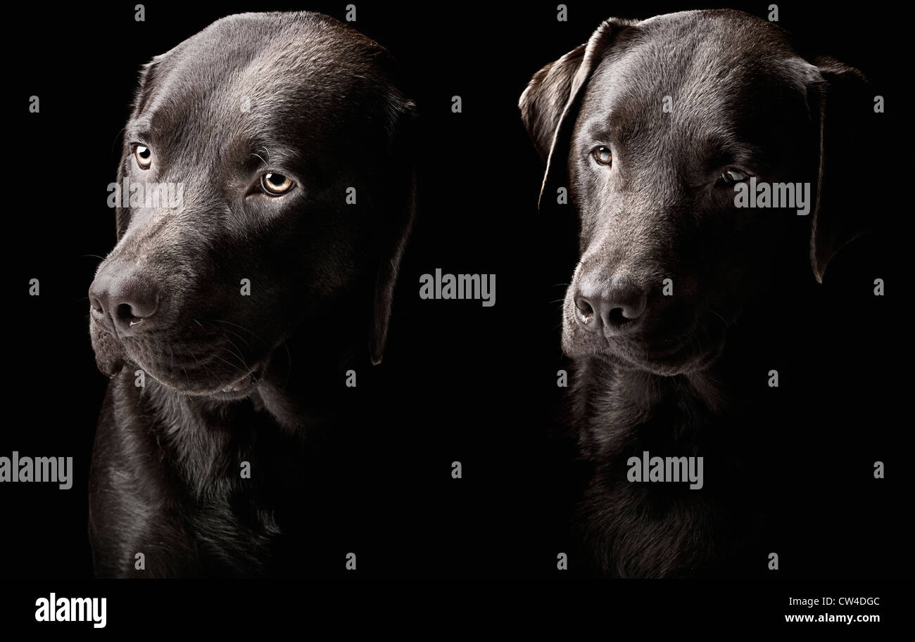 Tasto basso colpo di due graziosi gatti di cioccolato Foto Stock