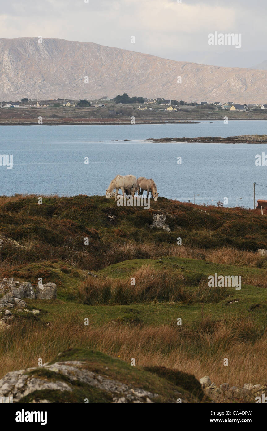 I cavalli bianchi pascolo, Carraroe, Conamara County Galway, Irlanda Foto Stock