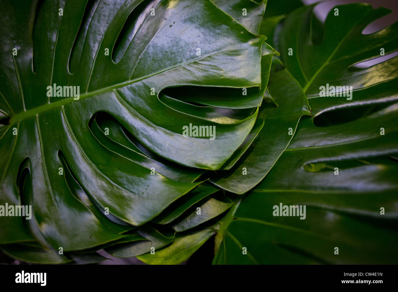 Foglie di monstera Deliciosa Foto Stock