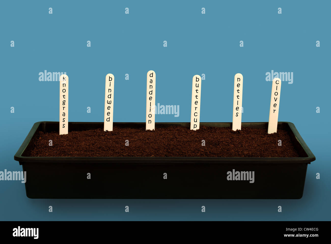 Un seme vaschetta riempita con il compost e le etichette in plastica che mostra i nomi di varie piante infestanti. Si prega di vedere " designazione delle merci " Foto Stock