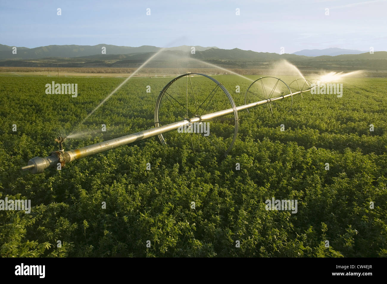 Irrigatori irrigazione in esecuzione in un campo agricolo fuori dell'autostrada 33 nella contea di Ventura vicino Cuyama, California. Foto Stock