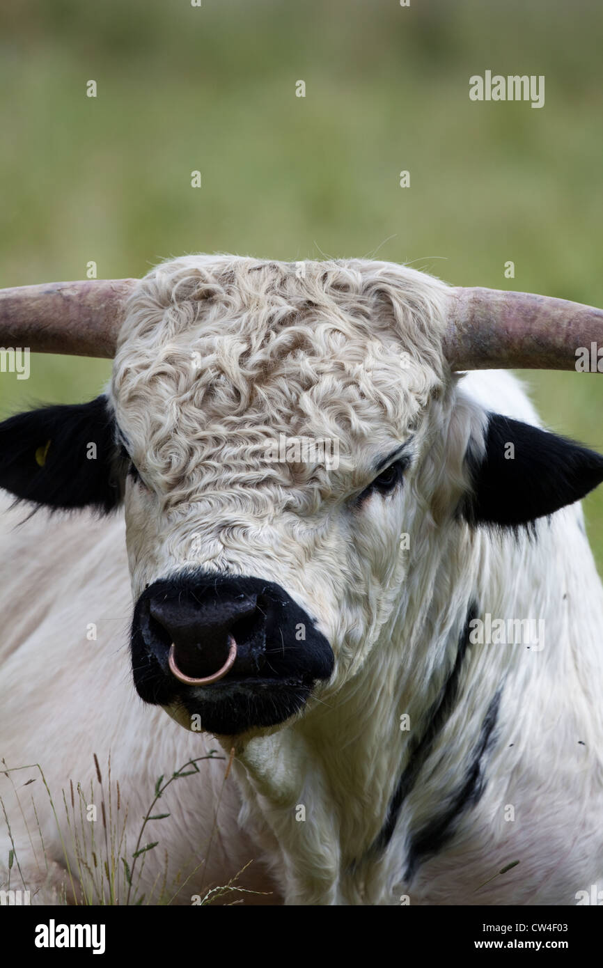Parco bianco bovini (Bos taurus). Boll. Foto Stock