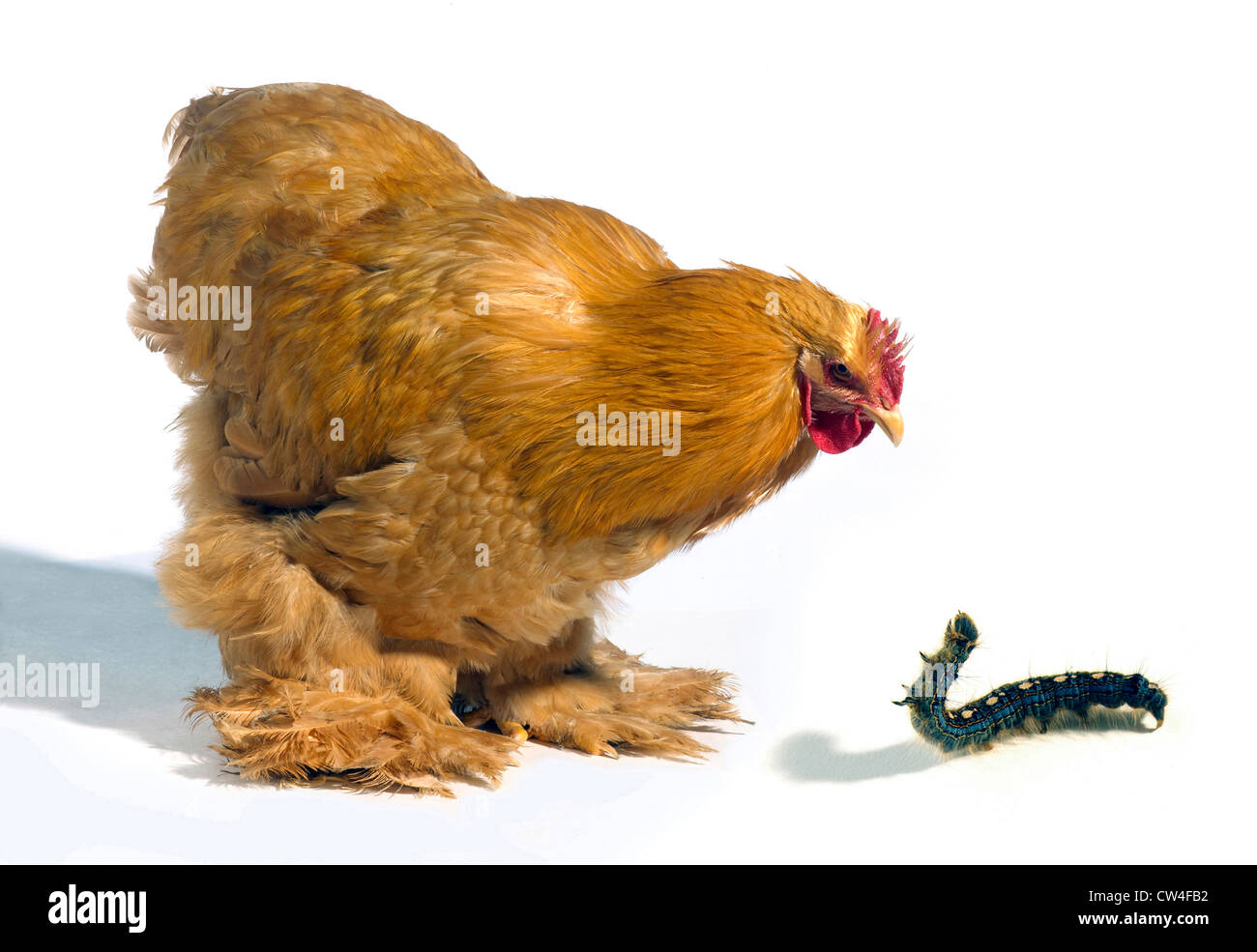 Close-up di un gallo con un caterpillar Foto Stock