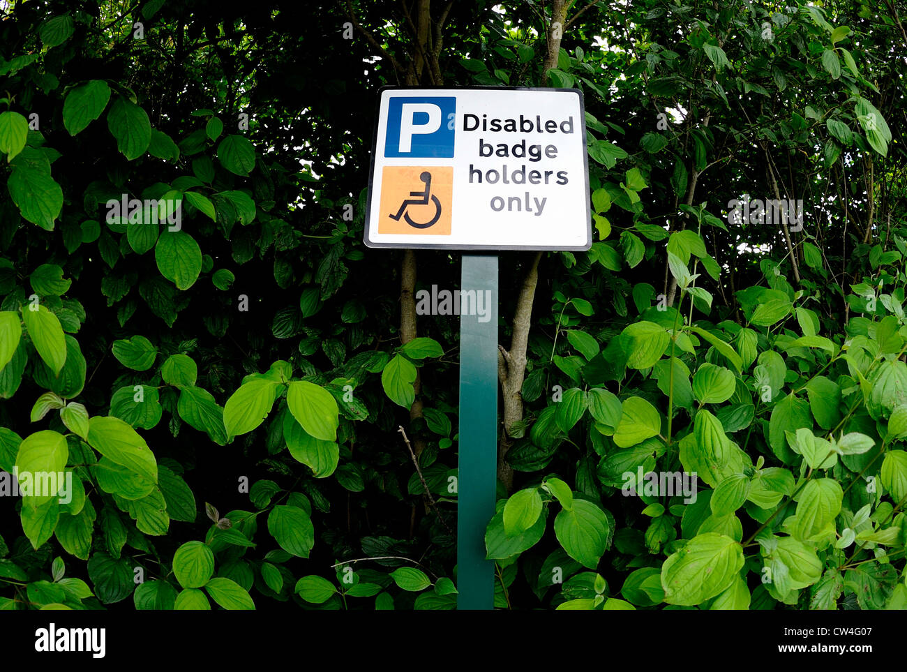 Badge disabili titolari solo segno montato su di un palo metallico a lato di una siepe sovradimensionate. Foto Stock