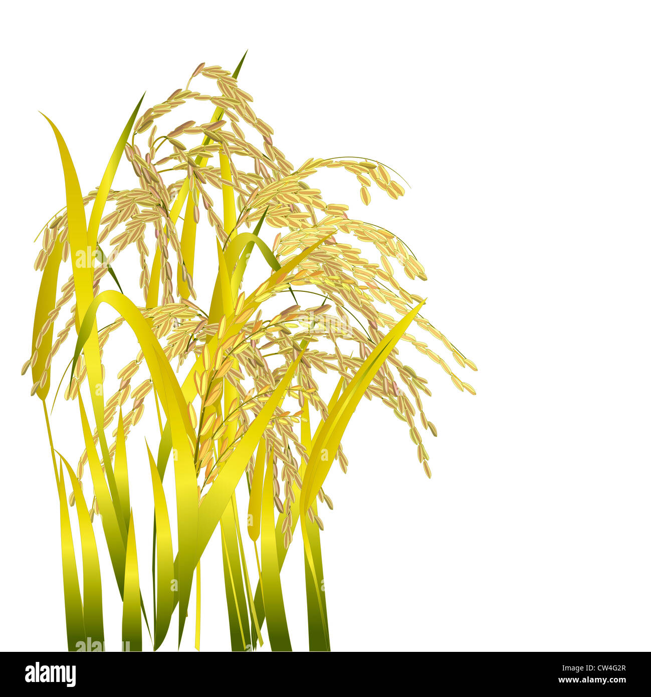 Grana di riso paddy e foglia isolato su bianco Foto Stock