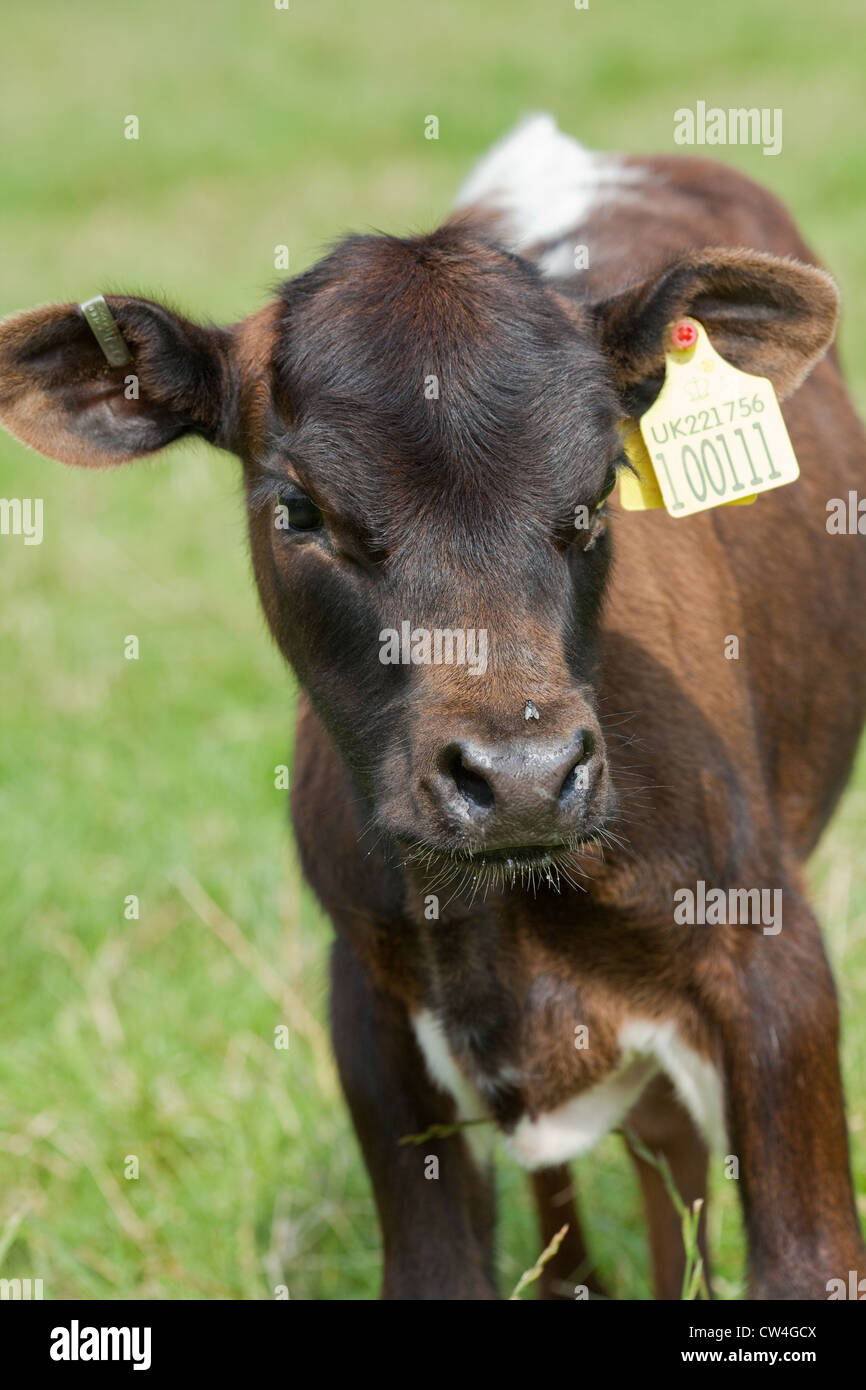 Gloucester Bovini (Bos taurus). Vitello. Dotato di DEFRA approvato ICAR Identificazione di marchi auricolari. Deve essere montata entro sei mesi Foto Stock