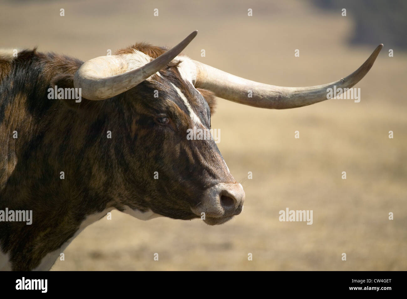 Close-up di Texas Longhorn accanto al forte storico Robinson, Nebraska Foto Stock