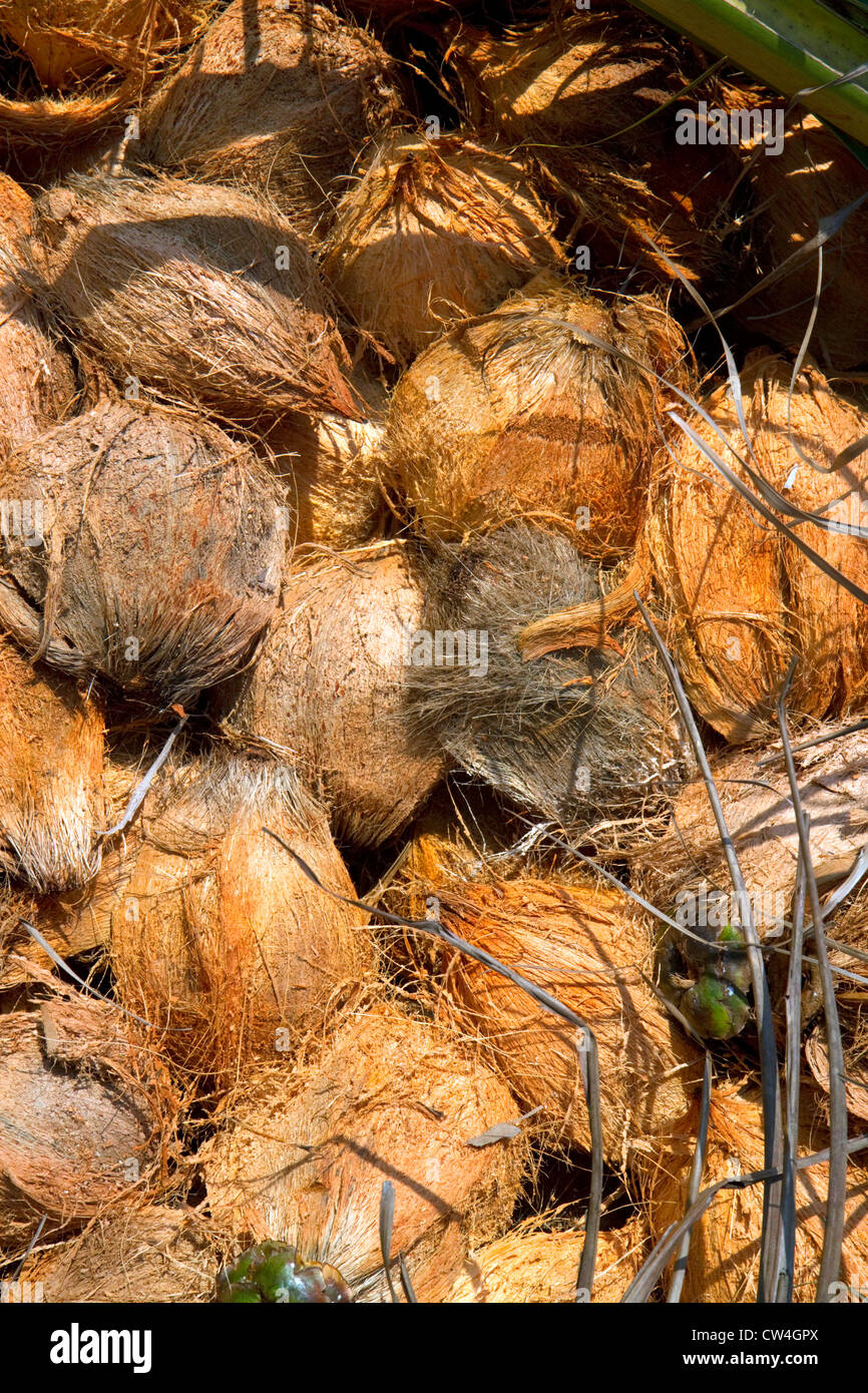 Appena raccolte noci di cocco da palme di cocco sull isola di Ko Sumai, Thailandia. Foto Stock