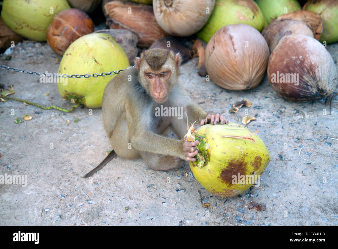 Addestrato i raccolti di scimmia noci di cocco da alberi sull isola di Ko Samui, Thailandia. Foto Stock