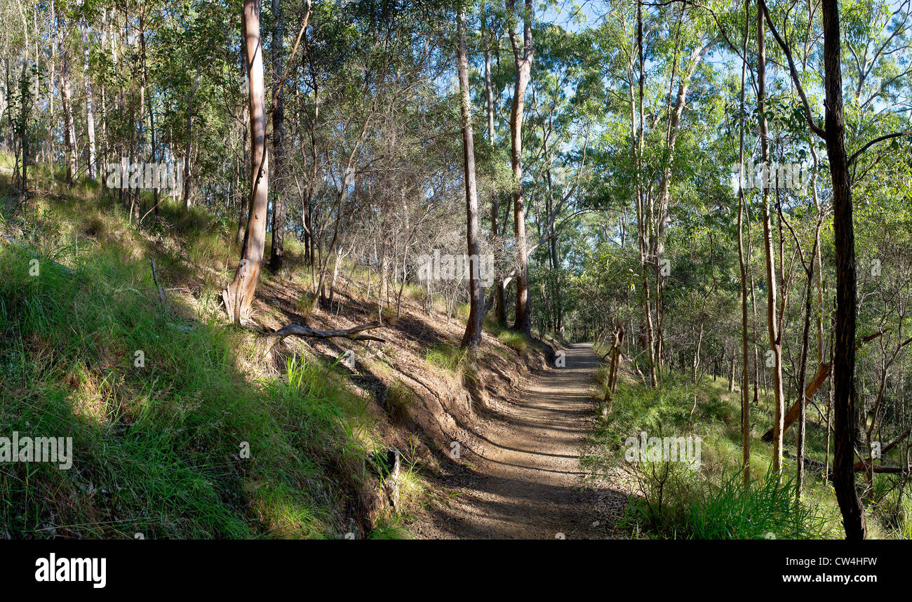 Una pista che attraversa il monte Coot-tha nel Queensland, Australia Foto Stock