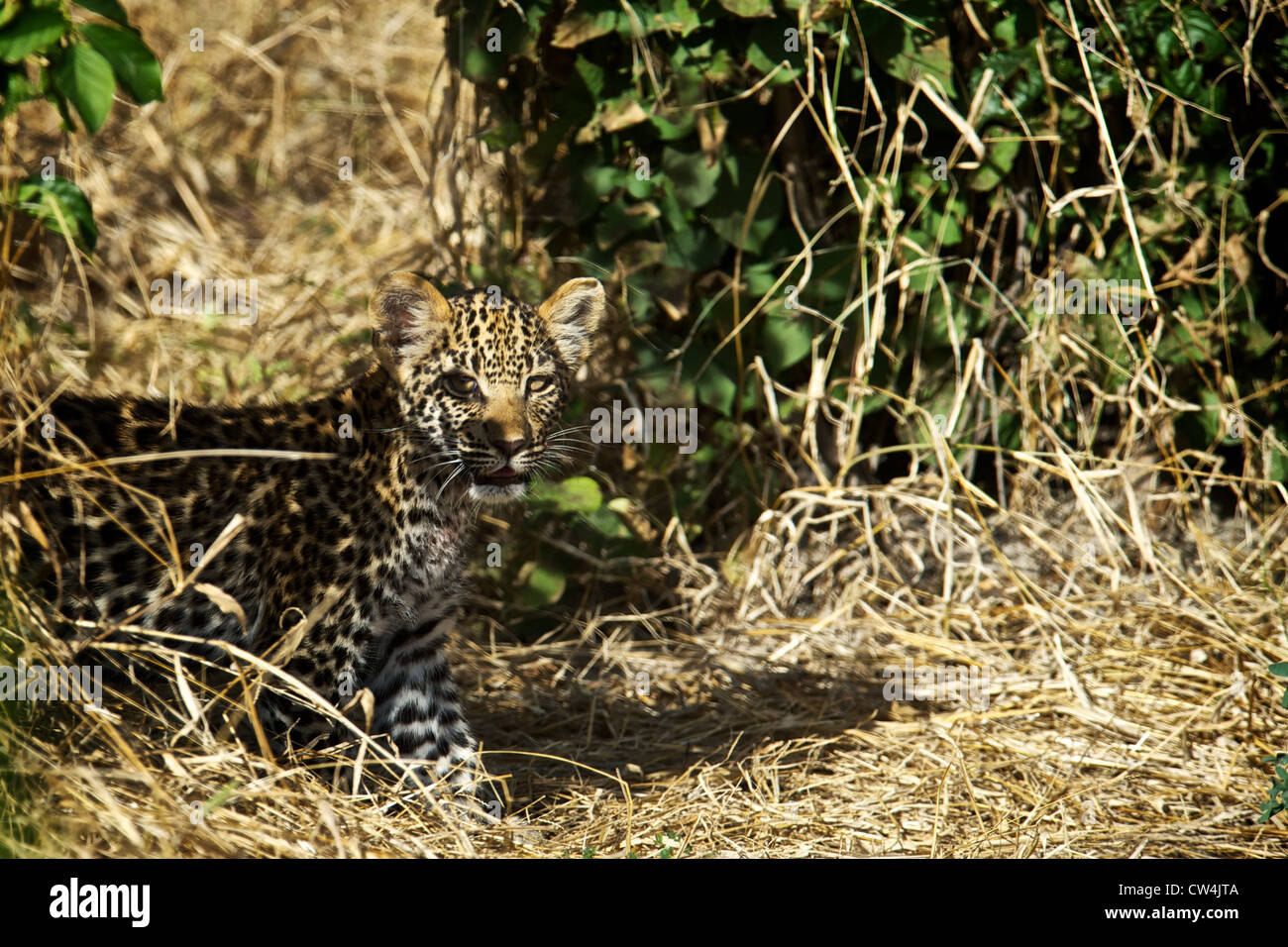 Leopard. Il Botswana, Africa. Foto Stock