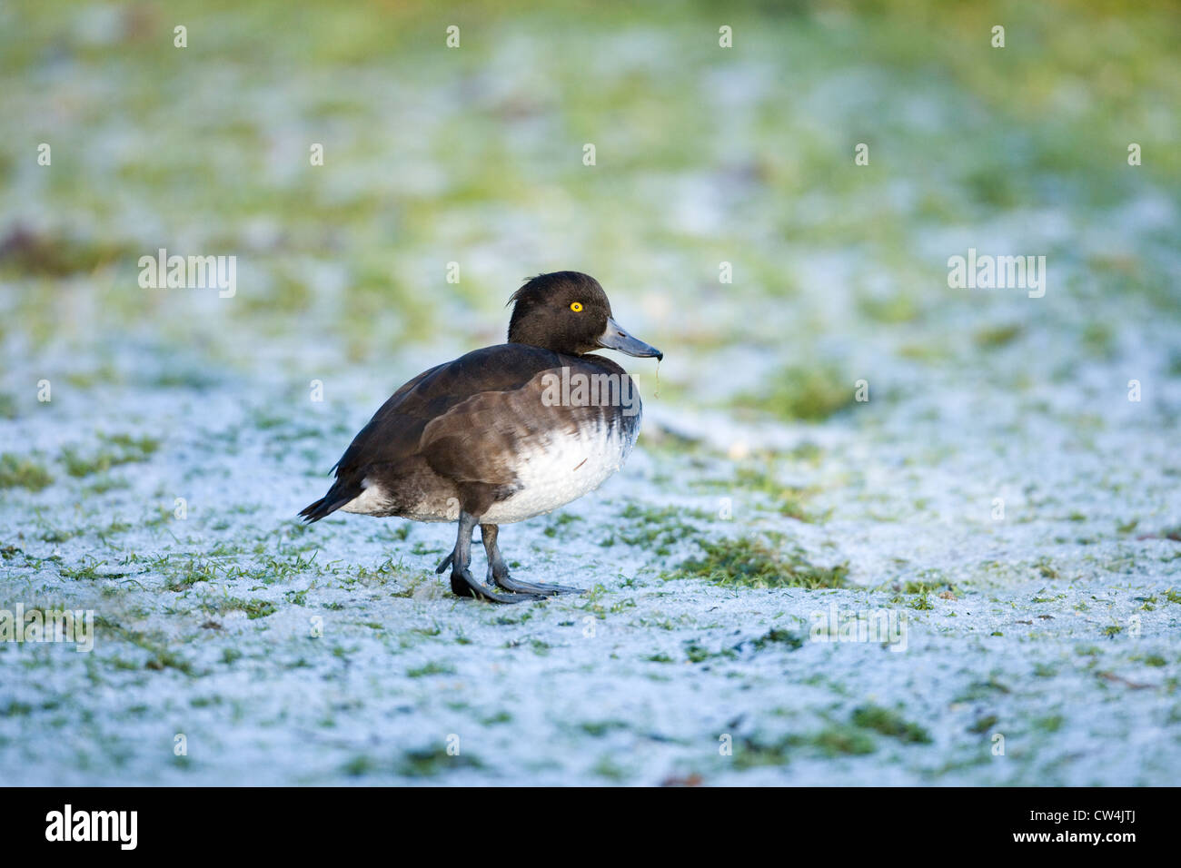 Moretta (Aythya fuligula). Femmina, camminando sulla terra congelata. Nota posizione eretta di un sub specie di anatra. Foto Stock
