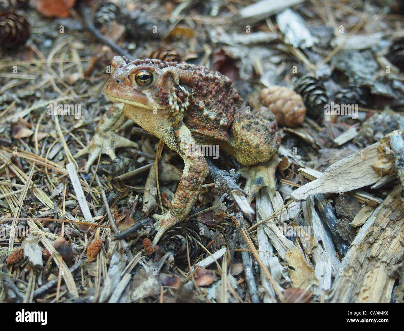 Mimetizzati toad sul suolo della foresta Foto Stock