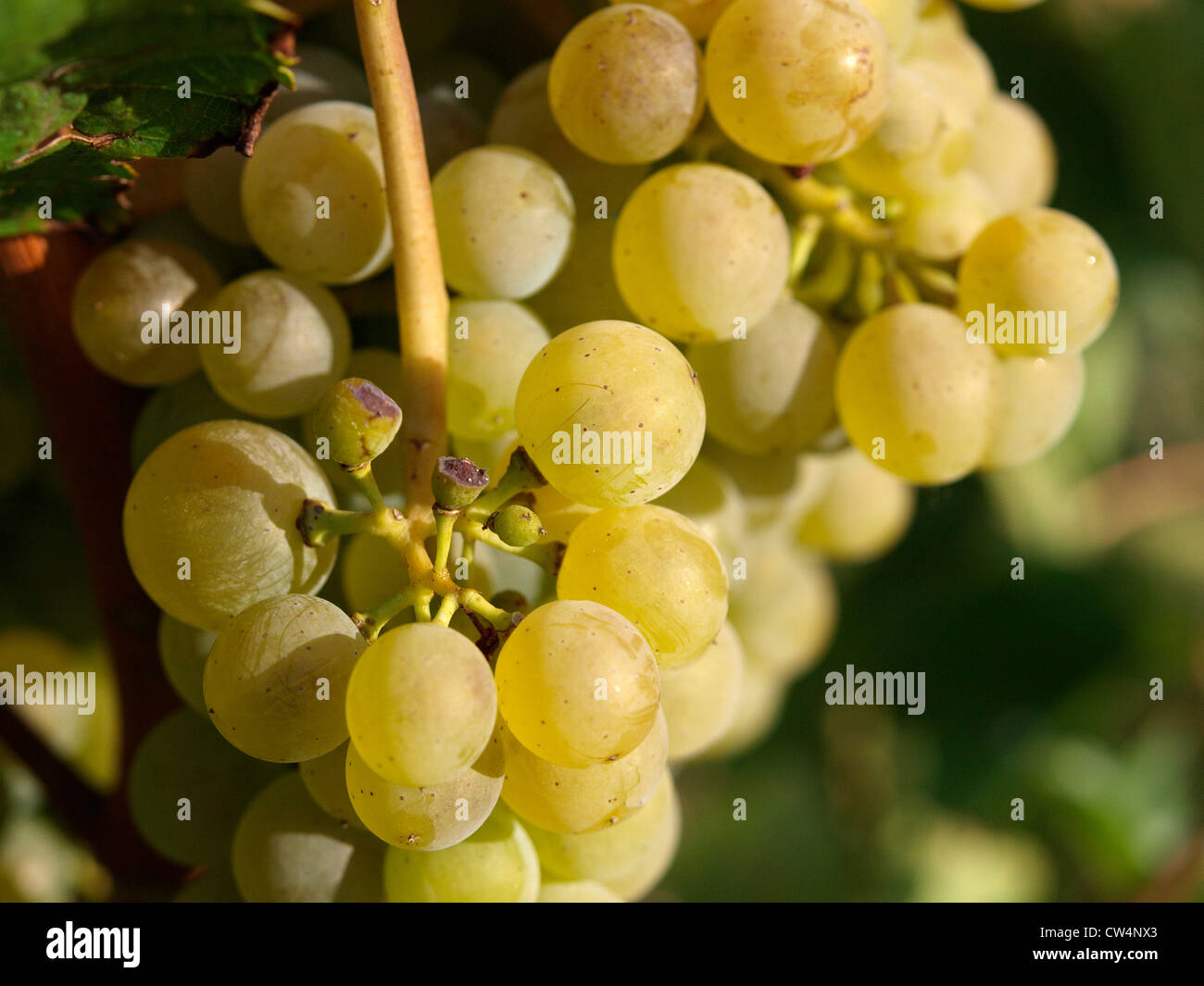 Cluster di quasi mature e uve bianche a botte bagnata dal sole Foto Stock