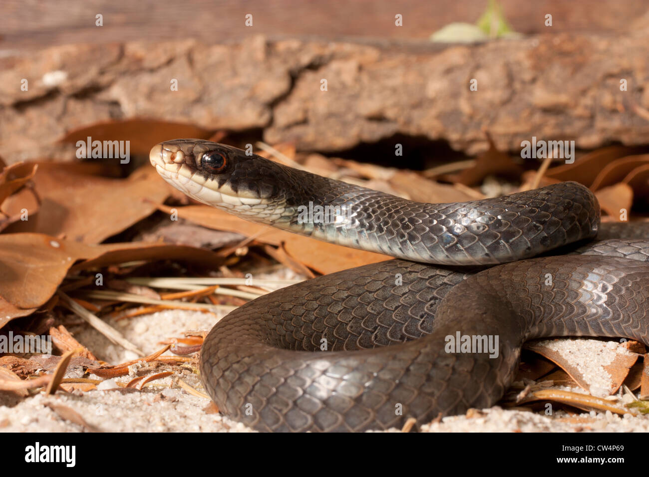 Nero nord racer - Coluber Constrictor constrictor Foto Stock