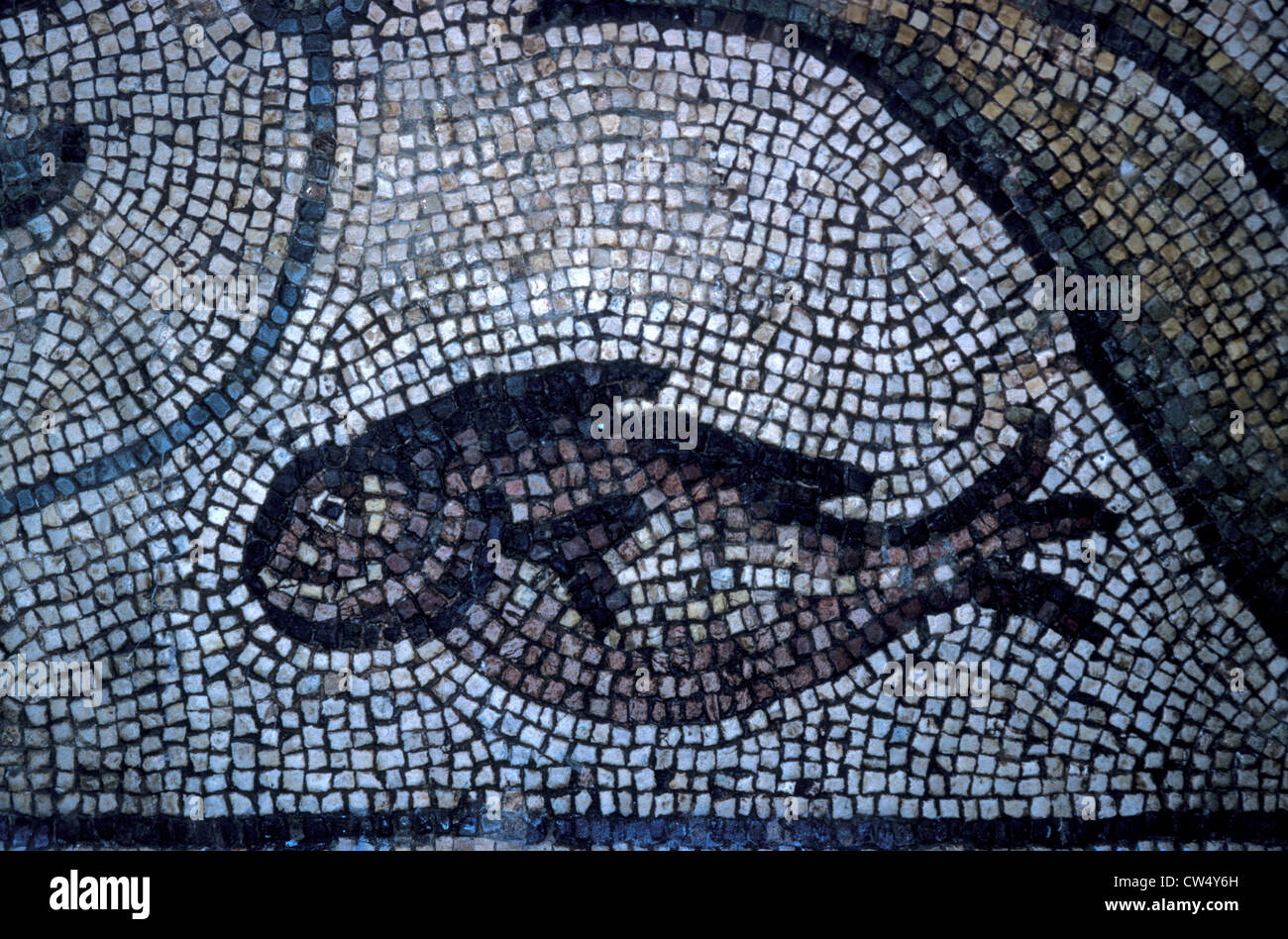 Mosaico romano di un pesce in Museo Apamea in Siria Foto Stock