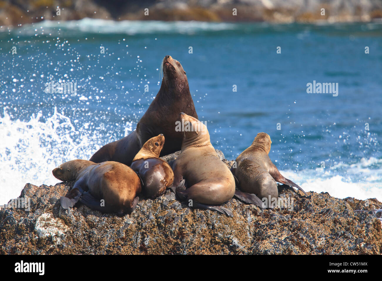 Steller leoni marini (Eumetopias jubatus) in appoggio su una costa, all'interno del passaggio, Icy Strait, Alaska, STATI UNITI D'AMERICA Foto Stock