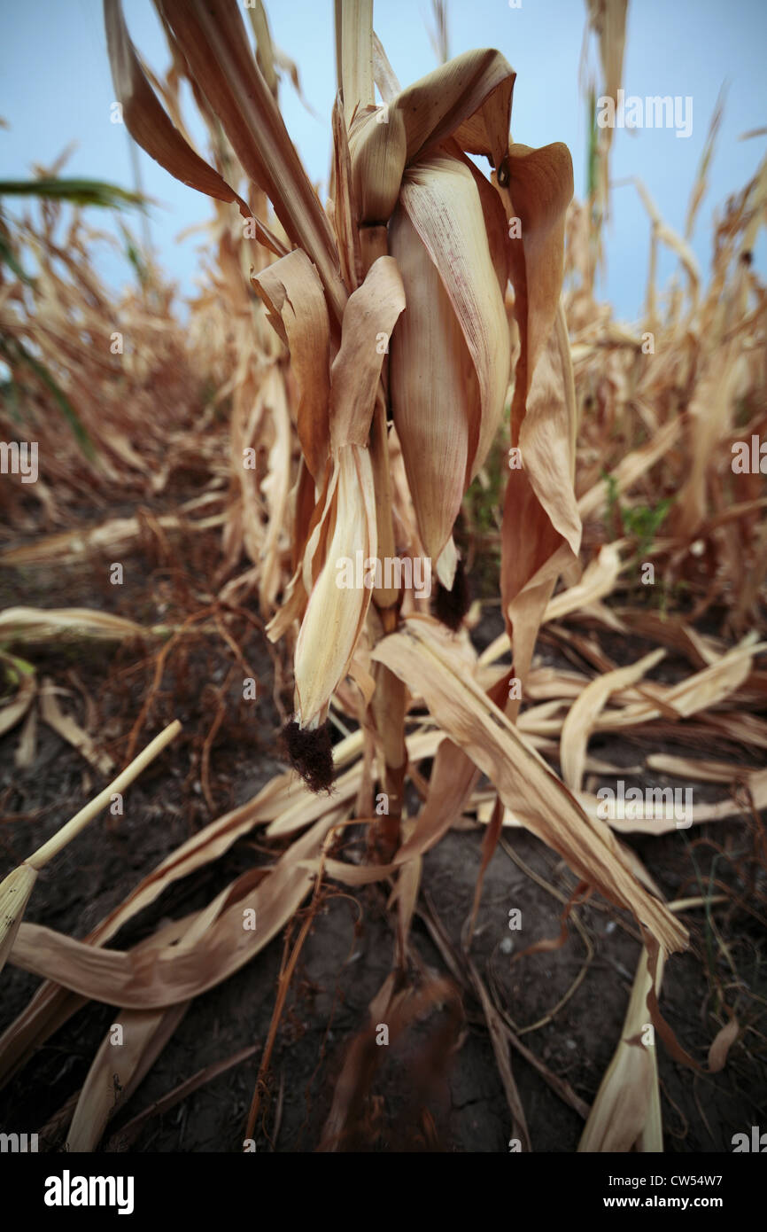 Colpite dalla siccità di piante di mais in campo, marrone e essiccato. Foto Stock