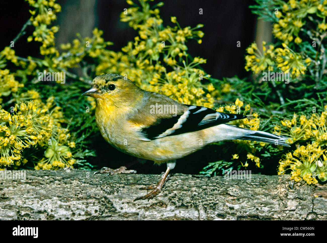 American maschio cardellino cambiando colore all allevamento del piumaggio da accanto a fioritura Corniolo (Cornus mas), Missouri, Stati Uniti d'America Foto Stock