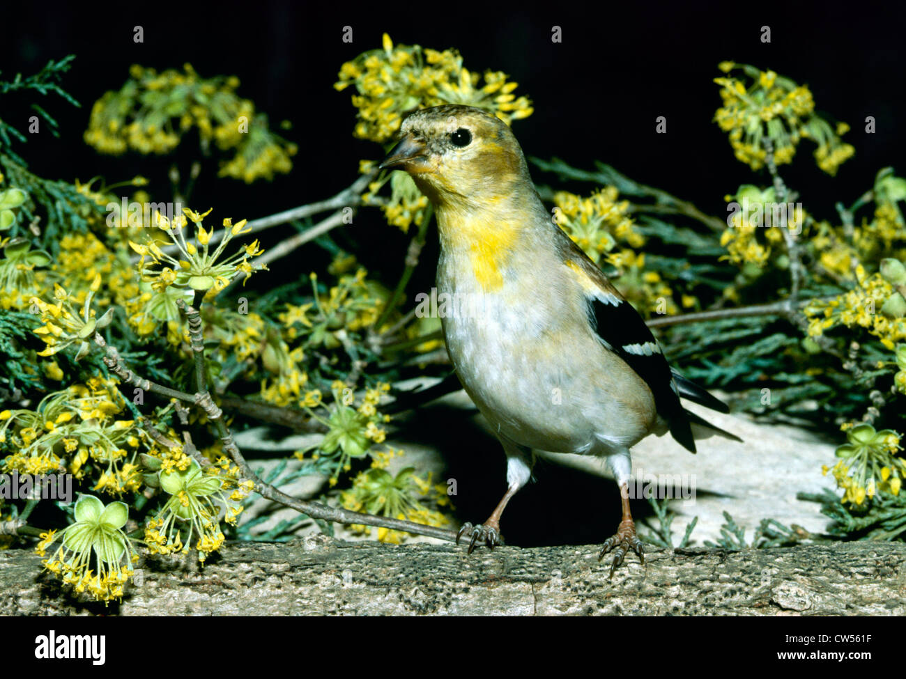 American Cardellino (Carduelis tristis) con cornel europea blossoms (Cornus mas) Foto Stock