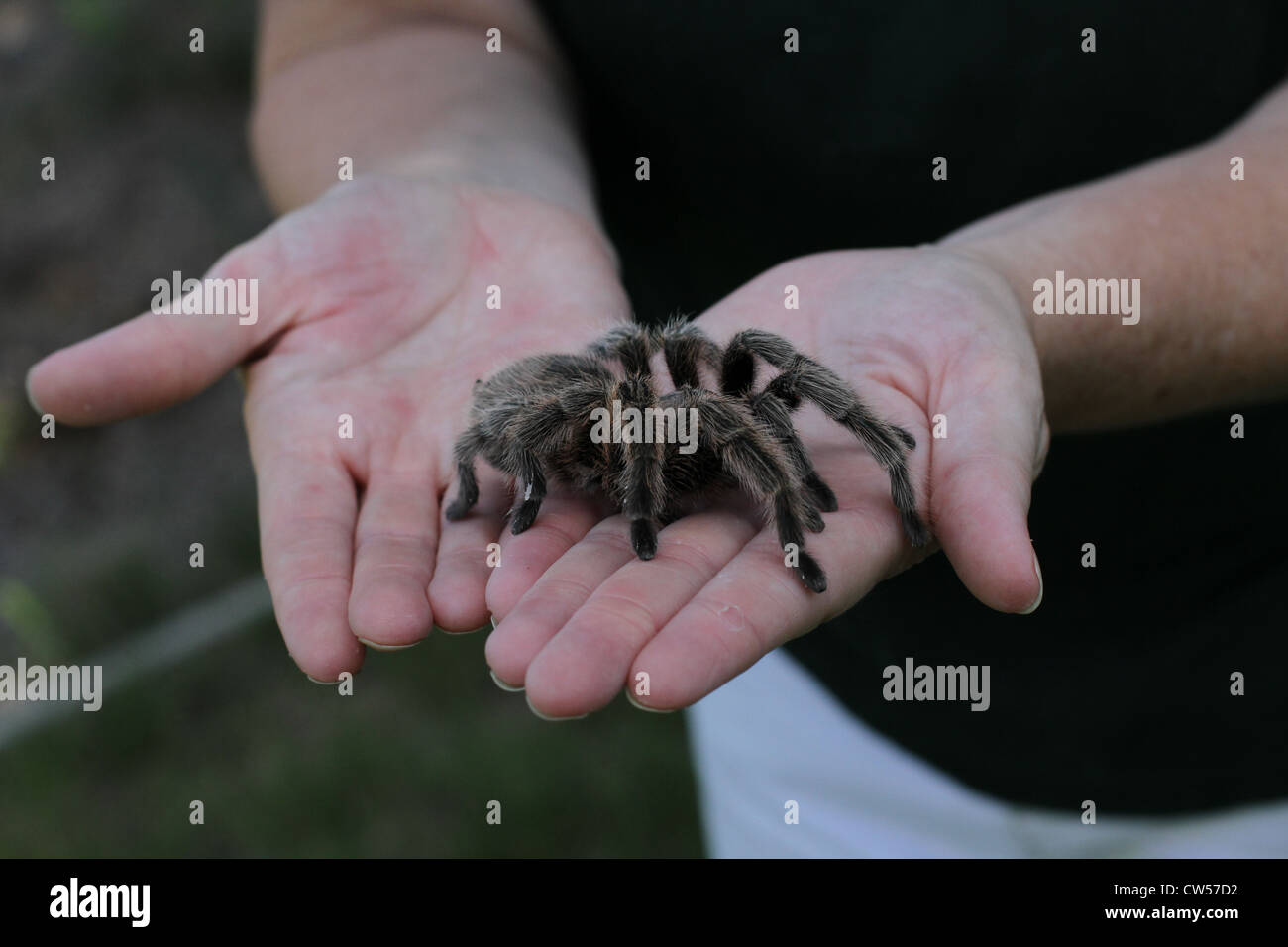 Un grande tarantola spider essendo trattenuto in una donna con le mani in mano. Foto Stock