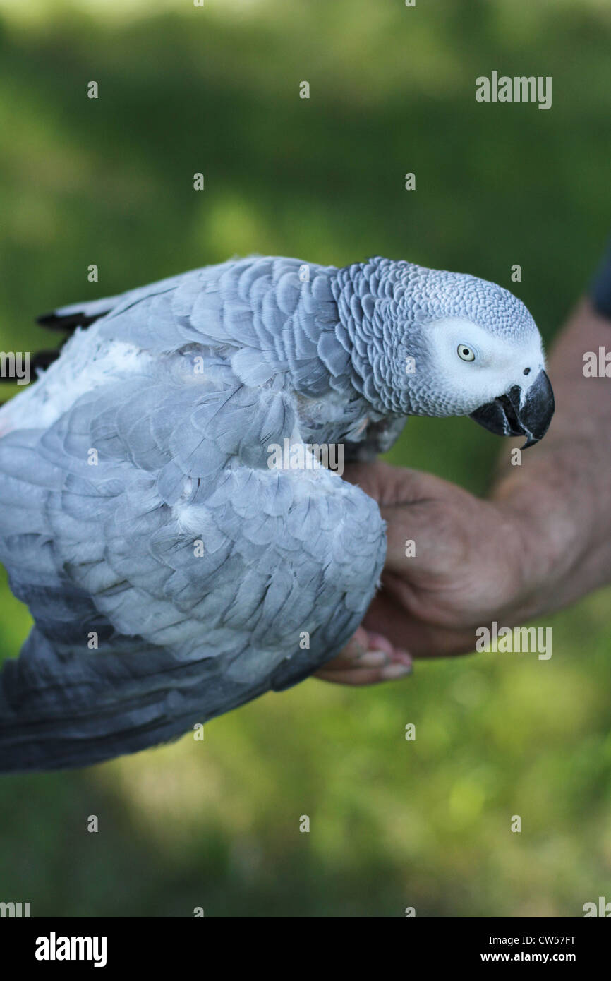 Un pappagallo grigio africano essendo trattenuto da un uomo. Foto Stock