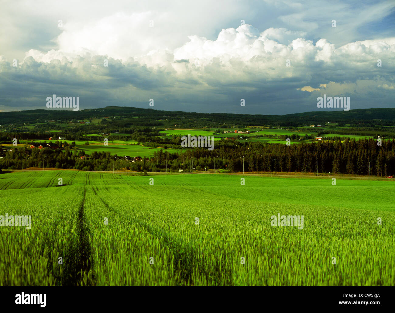 Grano verde stocchi attraverso terreni coltivati in Svezia nella luce solare bassa sotto nuvole di tempesta Foto Stock