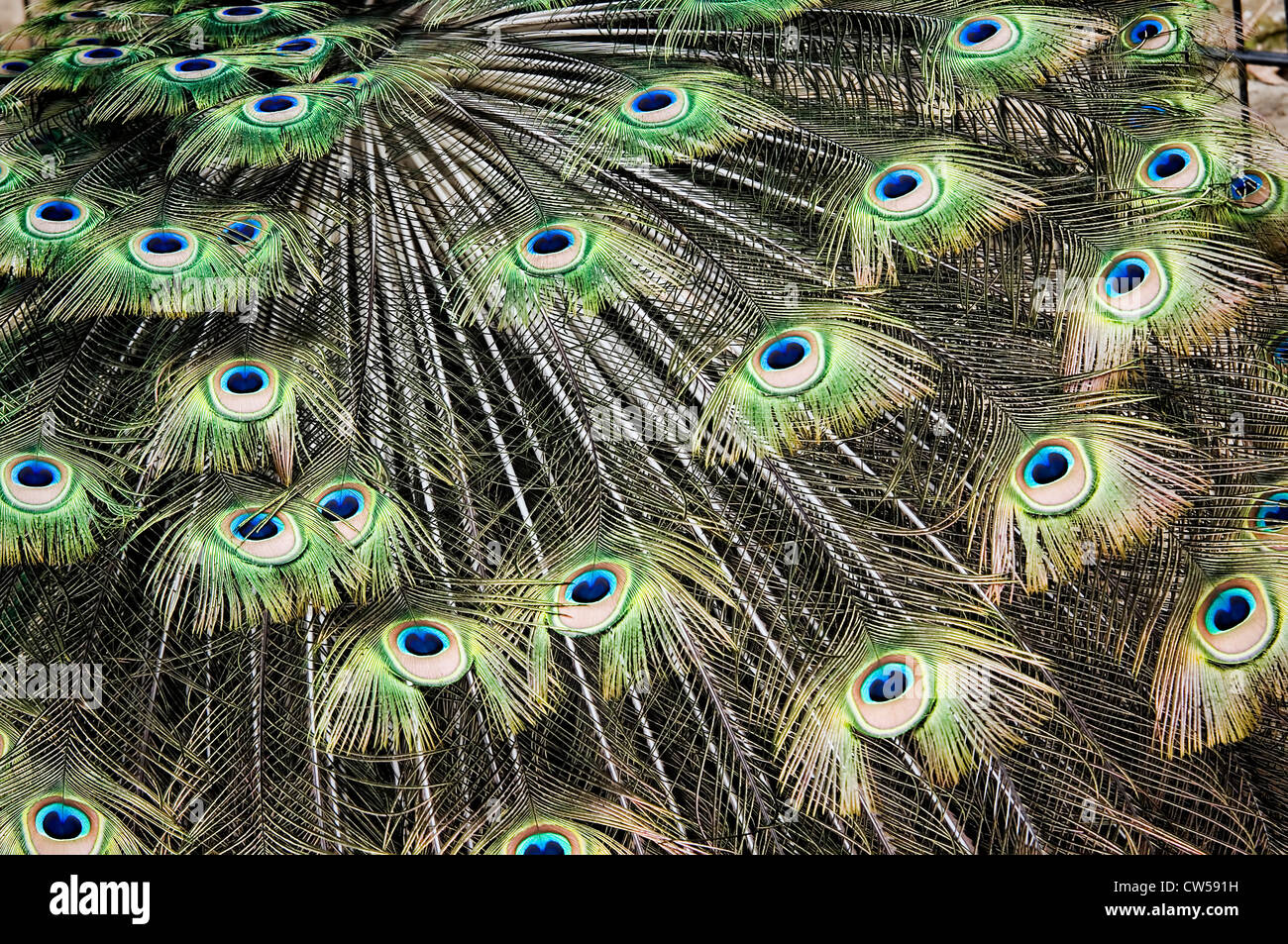 Piume di un pavone closeup Foto Stock