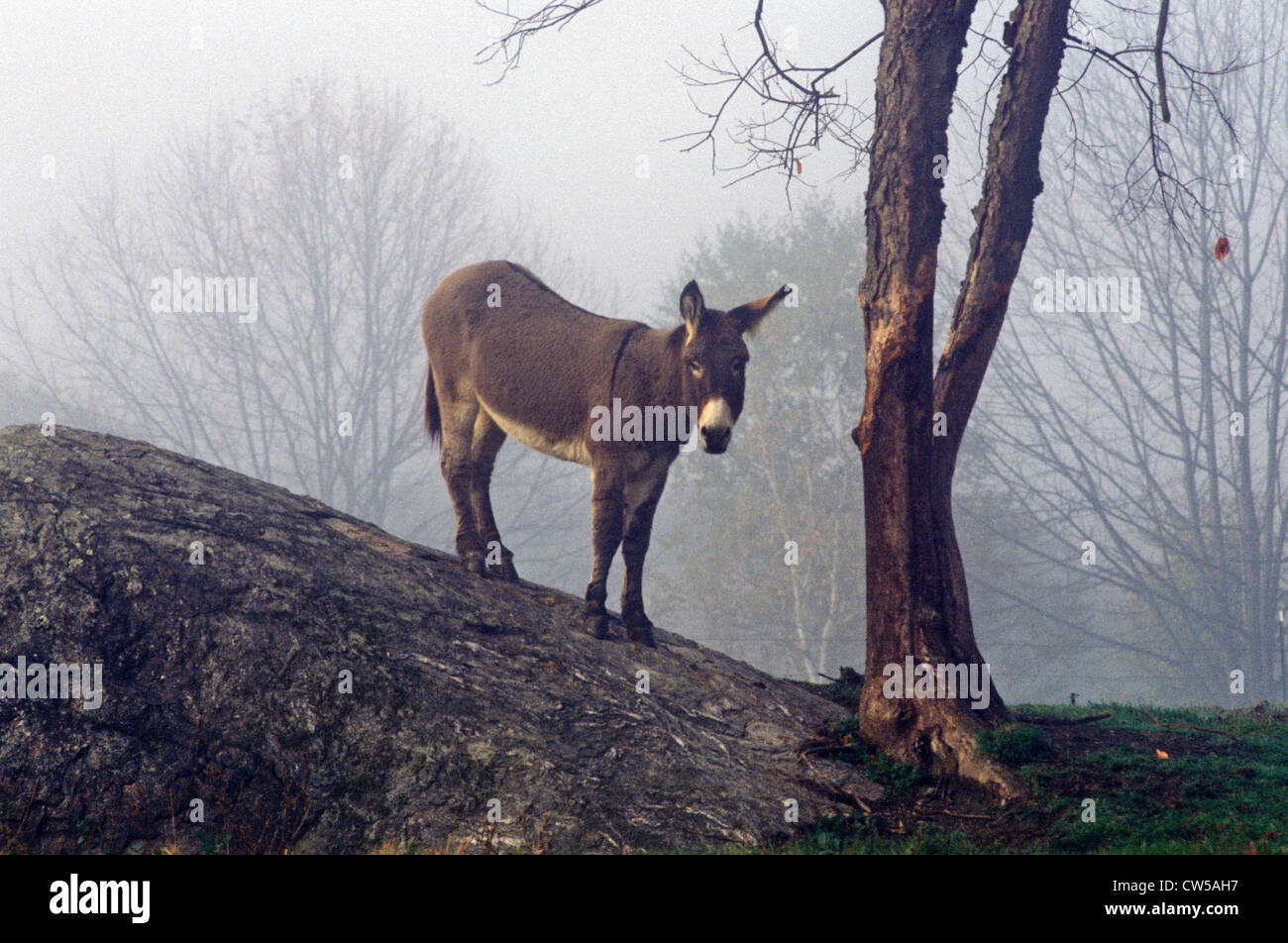 Asino sulla collina con una struttura ad albero nella nebbia vicino a Great Barrington, MS Foto Stock