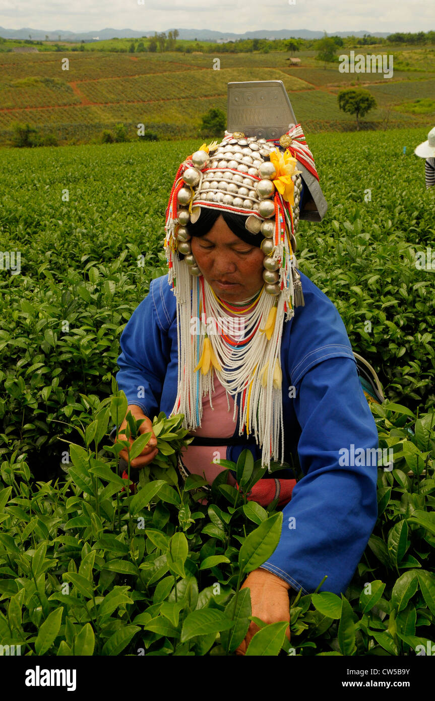 Signora hilltribe picking tea, piantagione di tè , Chiang Rai, Thailandia del Nord Foto Stock