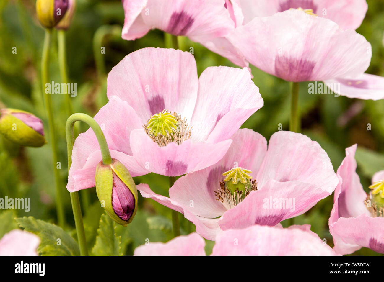 Bella bella rosa papaveri in campi in Francia, l'Europa. Foto Stock