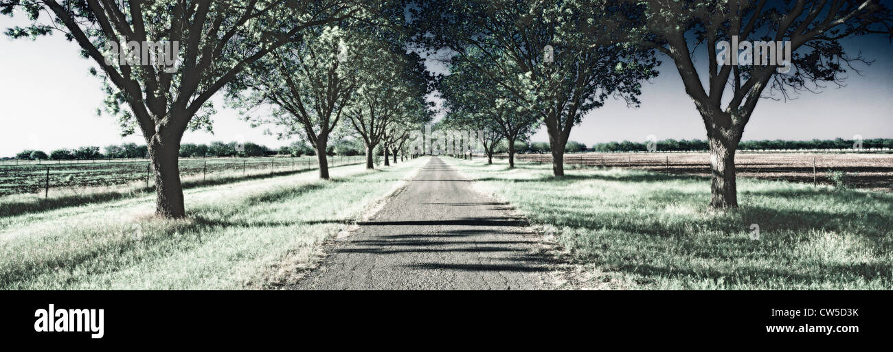 Altered digitalmente, alto contrasto immagine di una strada alberata al di fuori di San Antonio, Texas Foto Stock
