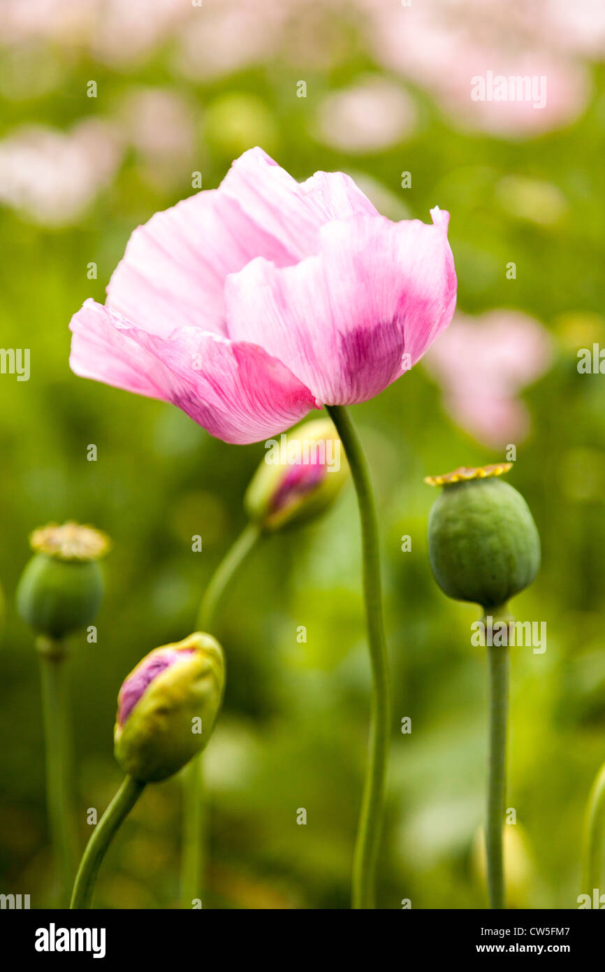 Bella bella rosa papaveri in campi in Francia, l'Europa. Foto Stock