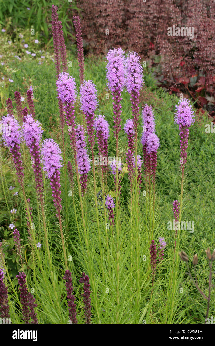 Blazing Star o Gay-piuma, Liatris spicata "Kobold', Asteraceae. Aka. Prairie Gay giù, Kobold Dense Blazing Star. Fiore. Foto Stock