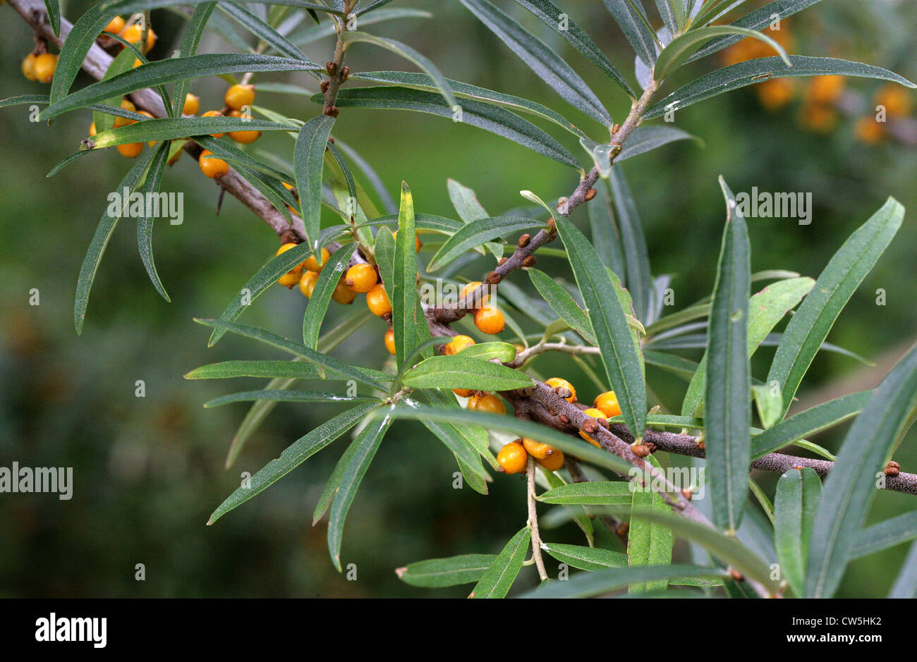 Bacche di olivello spinoso, Hippophae rhamnoides nota, Elaeagnaceae. La temperata in Europa e in Asia. Foto Stock